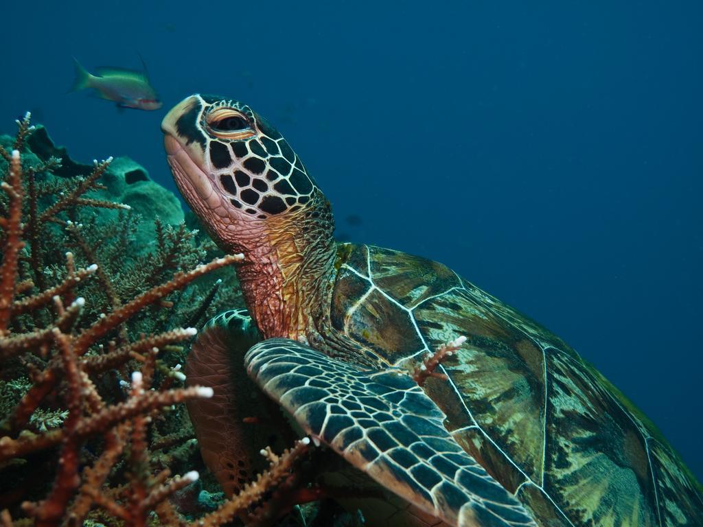 Scandi Divers Puerto Galera Bagian luar foto
